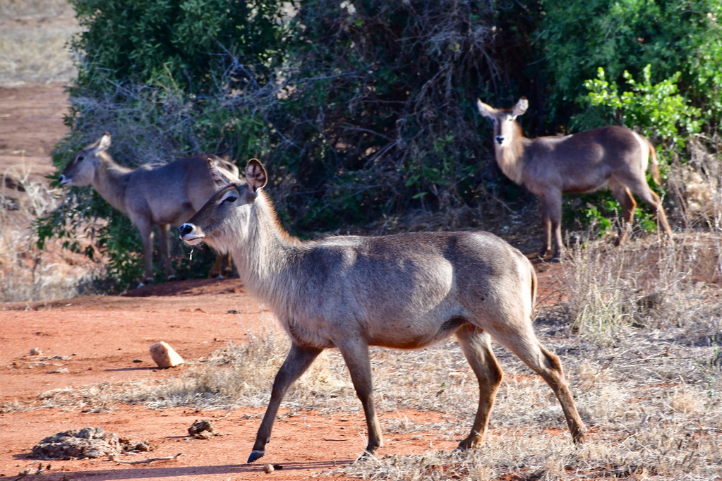 Tsavo East National Park
